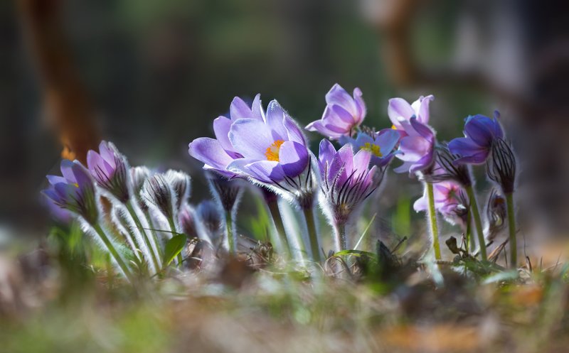 весна, цветы, сон-, трава Цветущая весна фото превью