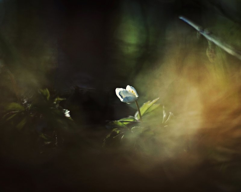 nature, flower, day, sun, white, red, photo, photography Flowerphoto preview