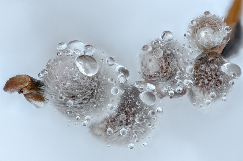 верба,макро,растения,природа,кусты,дождь,капли,бокэ,весна Весенний хрустальphoto preview