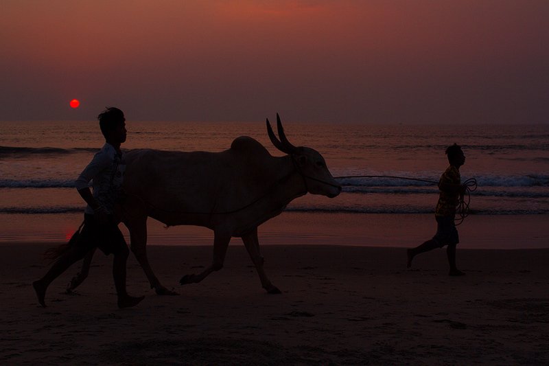 индия, жанр, жанровый портрет, стрит, india, street, genre, travel, estet mf, saratov, саратов, гоа, goa >>>photo preview