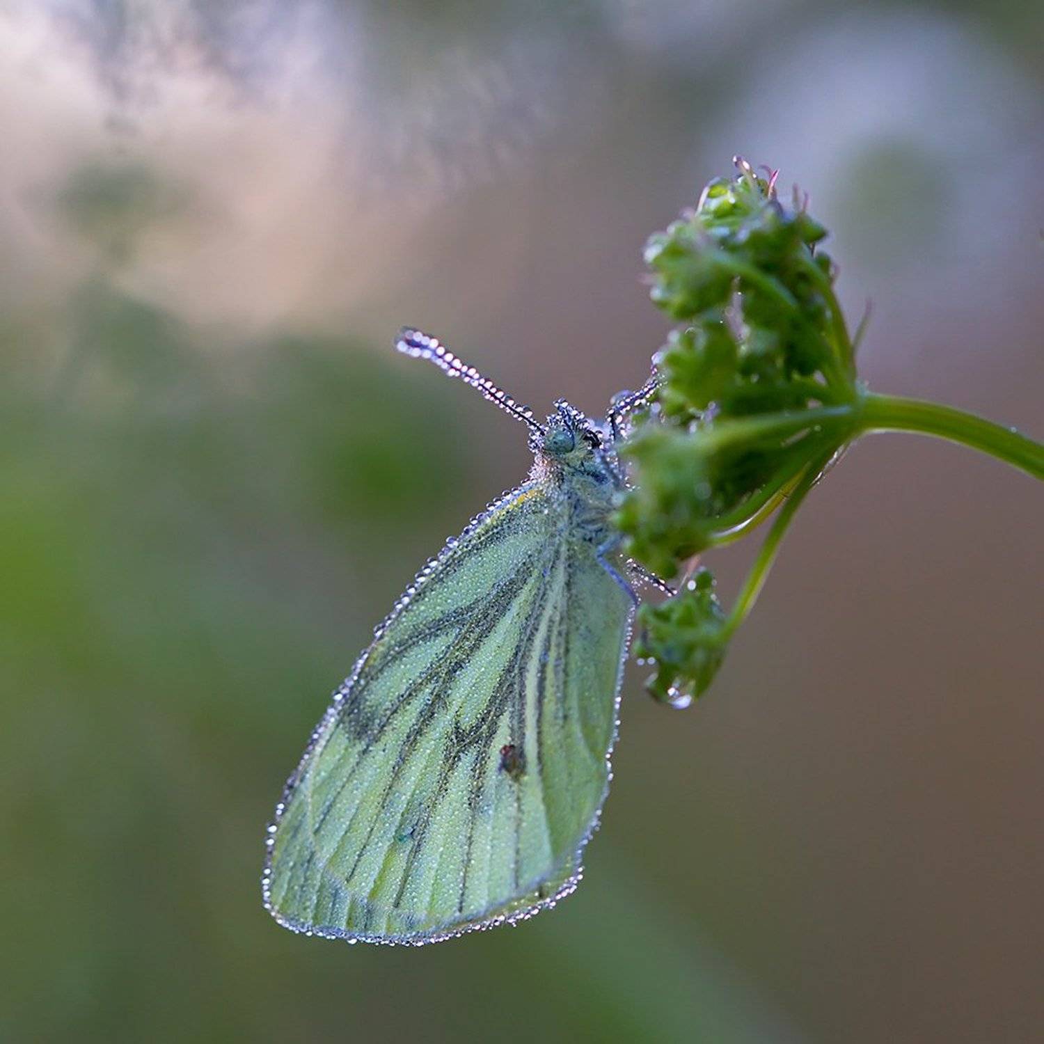 бабочка, насекомое, макро, роса, природа, утро, Елена Соловьёва