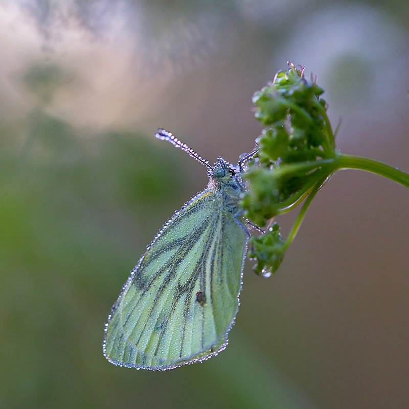 бабочка, насекомое, макро, роса, природа, утро Утро, умытое росойphoto preview