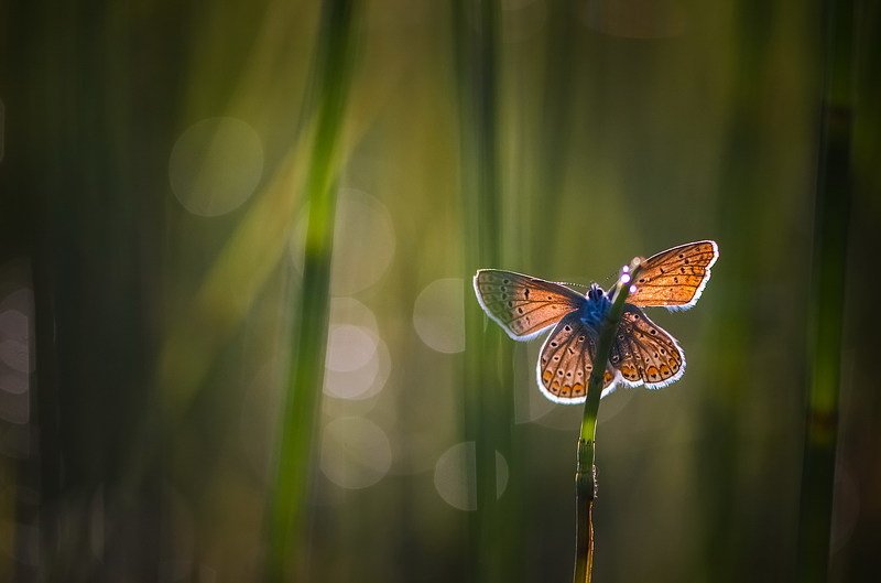 Утро нового дняphoto preview