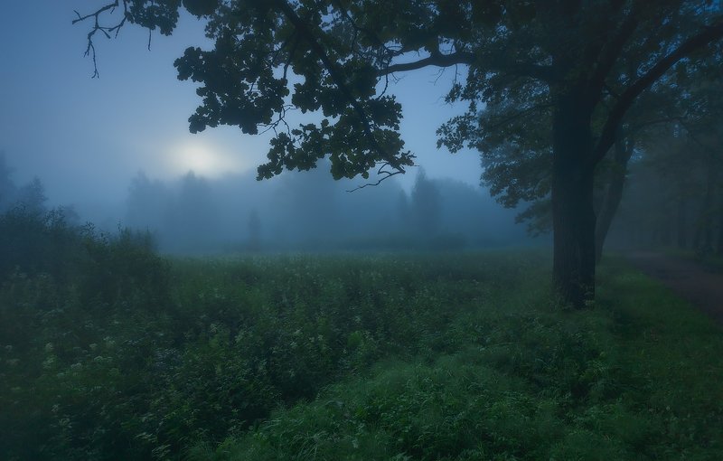 питер, пейзаж, природа, рассвет, туман Ожидание. . .photo preview