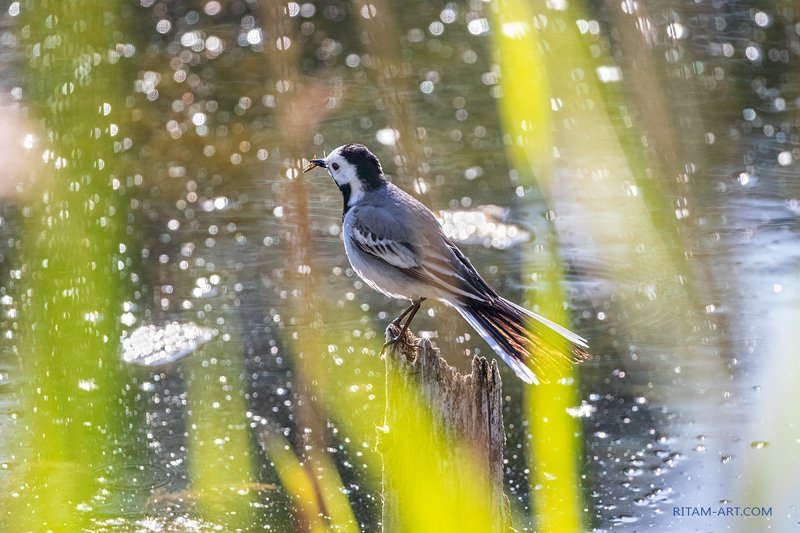 Звездная сказка лета / The Starry Fairytale of Summerphoto preview