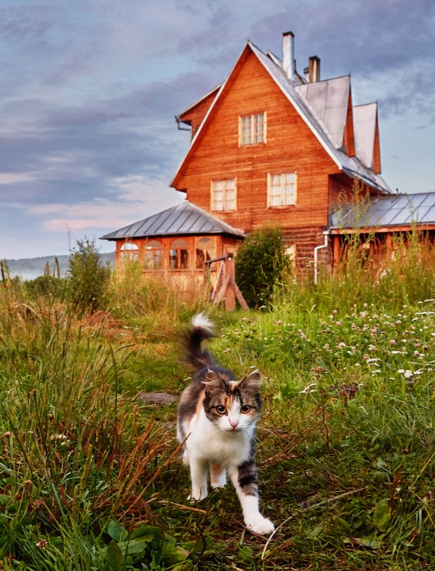 коты Деревенские котыphoto preview