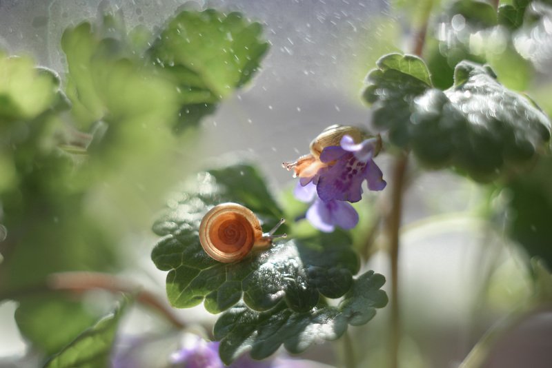 макро Подружки греются на солнцеphoto preview