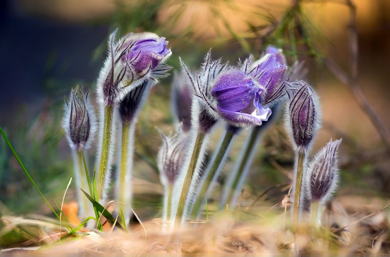 весна, цветы, сон-, трава И как не восхититься прелестнецей Весной фото превью