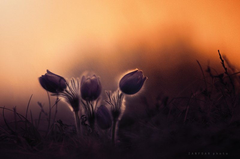 pulsatilla grandis,zanfoar,czech republic,bohemia,moravia,macro,nikon,flower,чехия Pulsatilla grandis III.photo preview