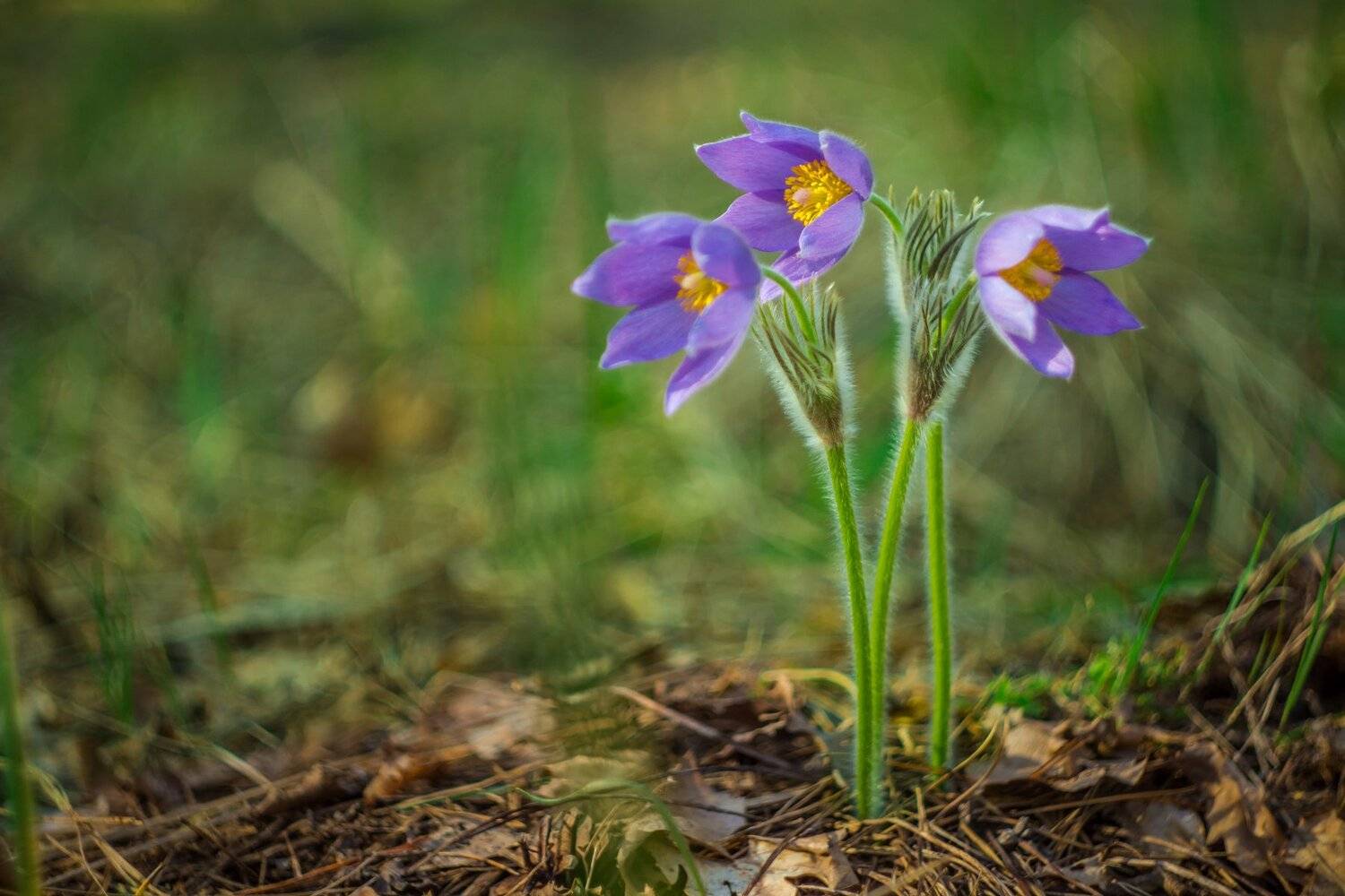Сон-трава. Автор: Руслан Востриков весна, сон-трава, первоцвет, заповедник, лес, Руслан Востриков