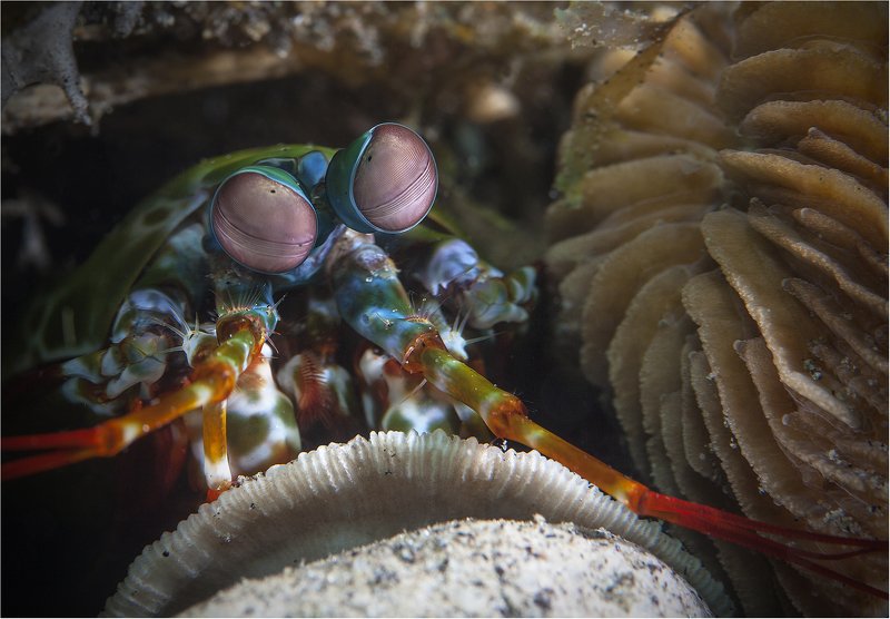 филиппины, рак богомол Эти глаза напротив... фото превью