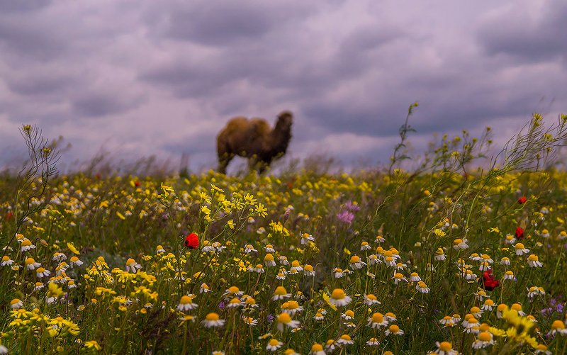 степь — равнина, поросшая травянистой растительностью, в умеренных и субтропических зонах северного и южного полушарий.астраханская обл. лиманский район АСТРАХАНСКАЯ СТЕПЬ (весна)photo preview