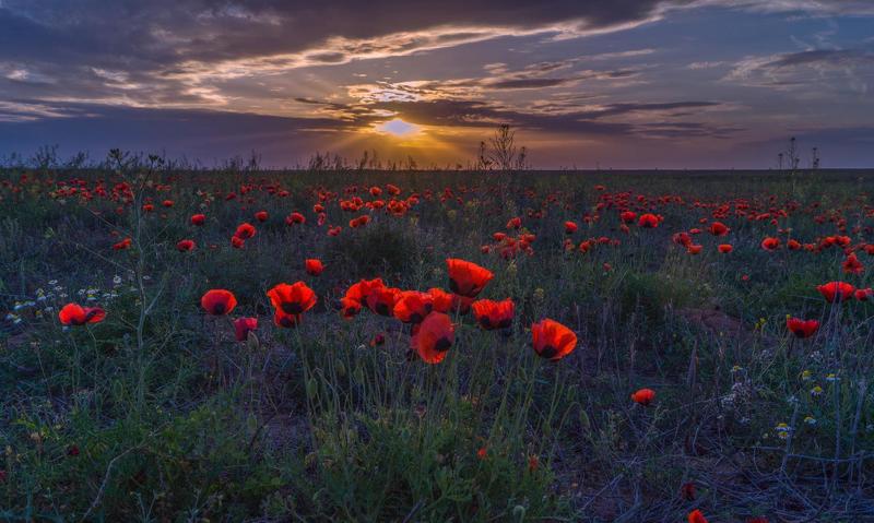 степь — равнина, поросшая травянистой растительностью, в умеренных и субтропических зонах северного и южного полушарий.астраханская обл. лиманский район МАКИ НА ЗАКАТЕphoto preview