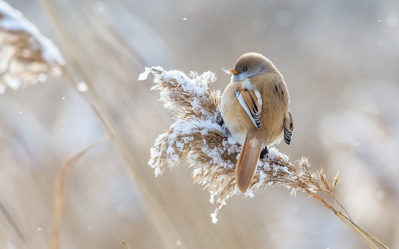 синица, усатая синица, зима, камыш, птица, дикая птица, орнитология, дикая природа, фотоохота, Усатая синица. (Барышня)photo preview