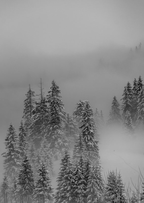 landscape winter mountains snow fog photography photo canvas wallpaper nature trees frame view  Winter in the Vladeasa Mountains. photo preview