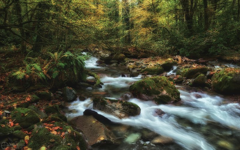 В ноябрьских джунглях Кавказа...photo preview