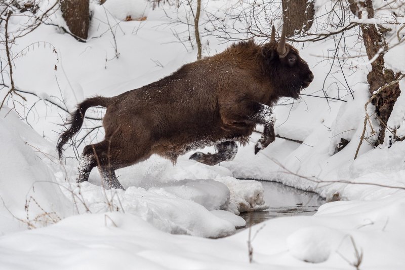 Зубр Прыжокphoto preview