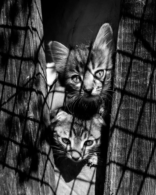 Котятыphoto preview