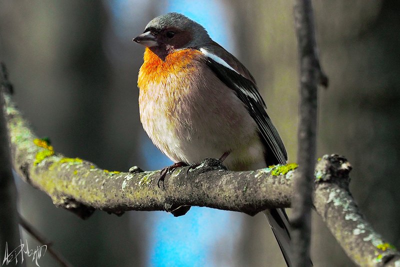 птицы ***photo preview