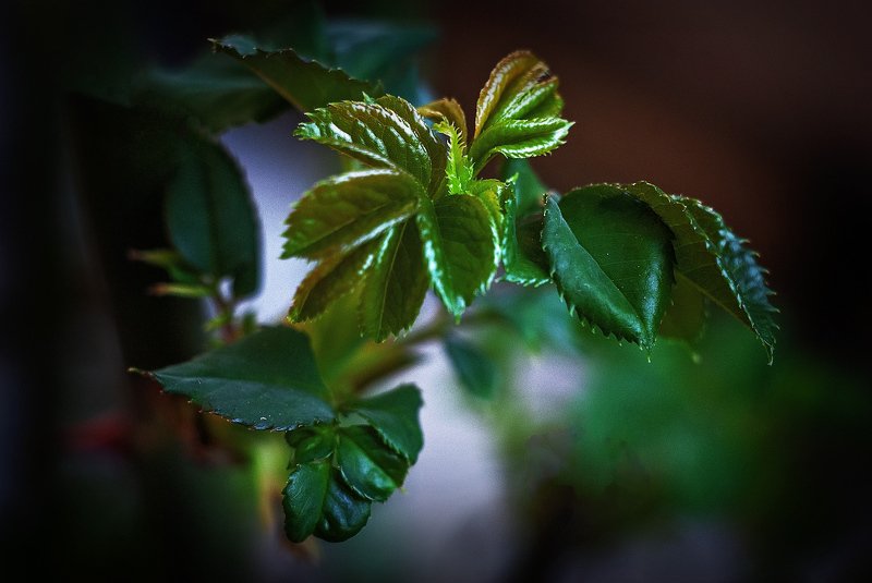 розочкаphoto preview