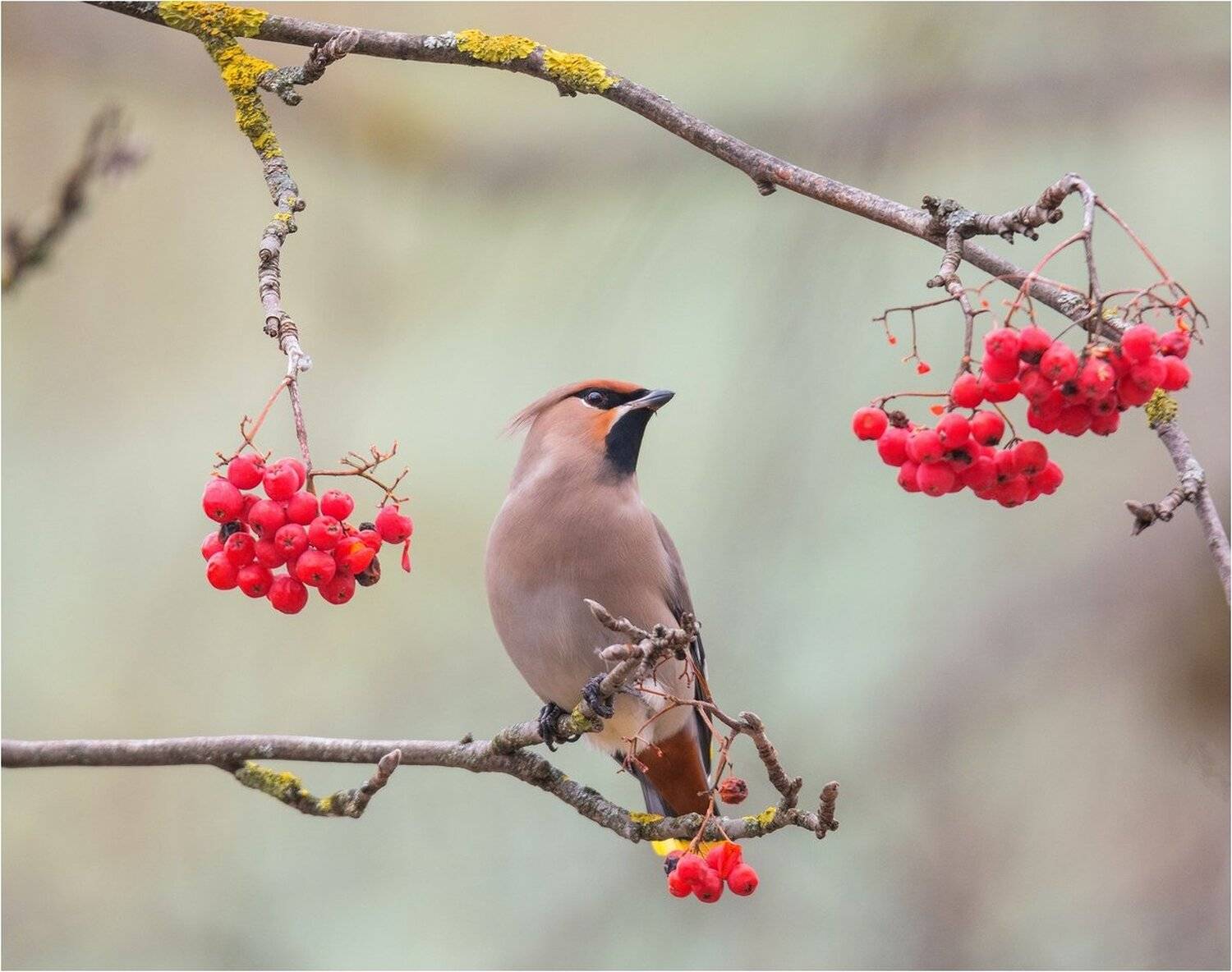 Свиристель. Автор: Руслан Сигушин свиристель птица, Руслан Сигушин