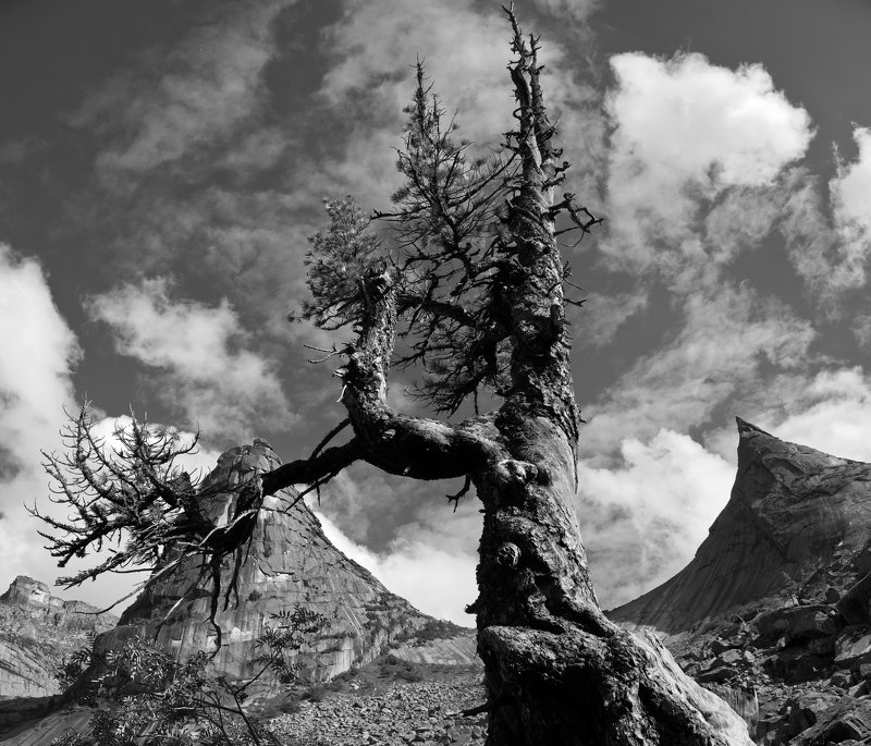 горы, сибирь, саяны, западный саян, ергаки, дерево, ник васильев, кедр, скала парабола, Стремлениеphoto preview