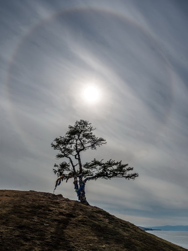 сибирь, озеро байкал, остров ольхон, дерево, лиственница, древо желаний, ник васильев Древо Желаний. Гало.photo preview