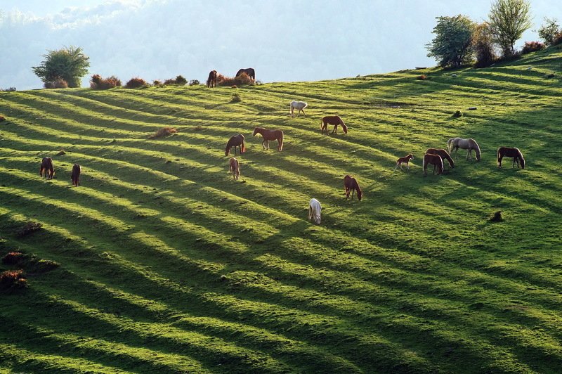 весна луг кони Пастбищеphoto preview