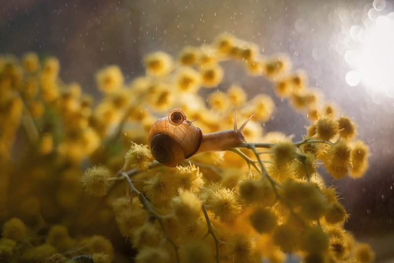 макро photo preview