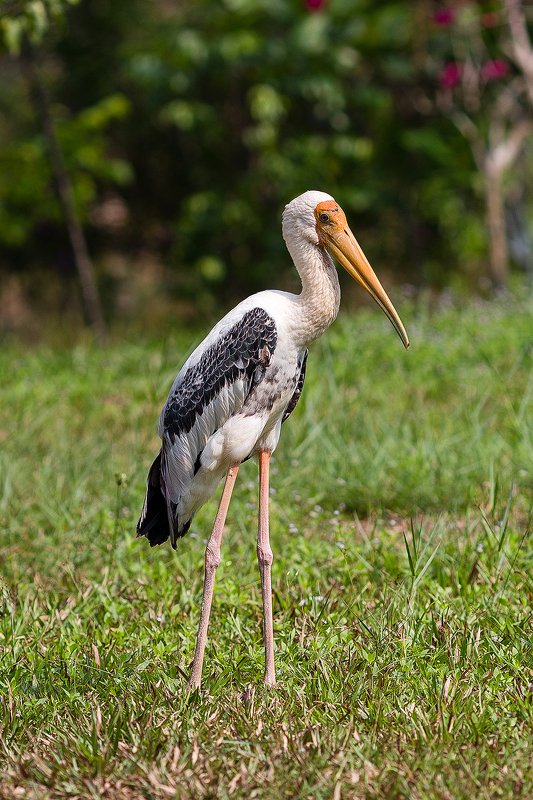 Серый клювачphoto preview