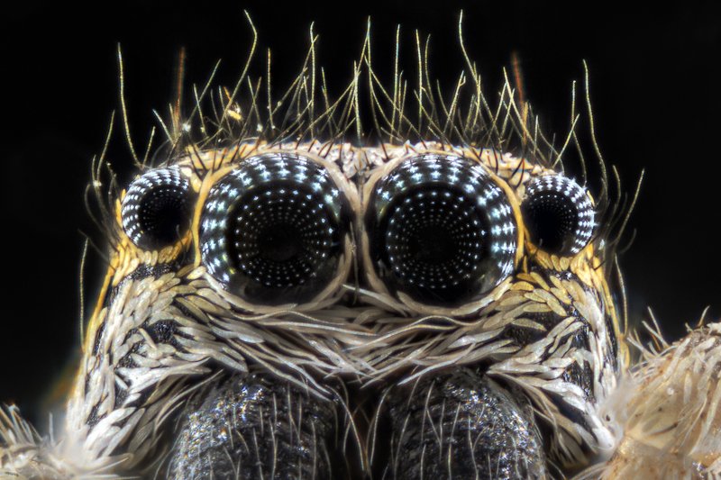 паук,скакун,багира киплинга,глаза, отражение, макро Bagheera kiplingiphoto preview