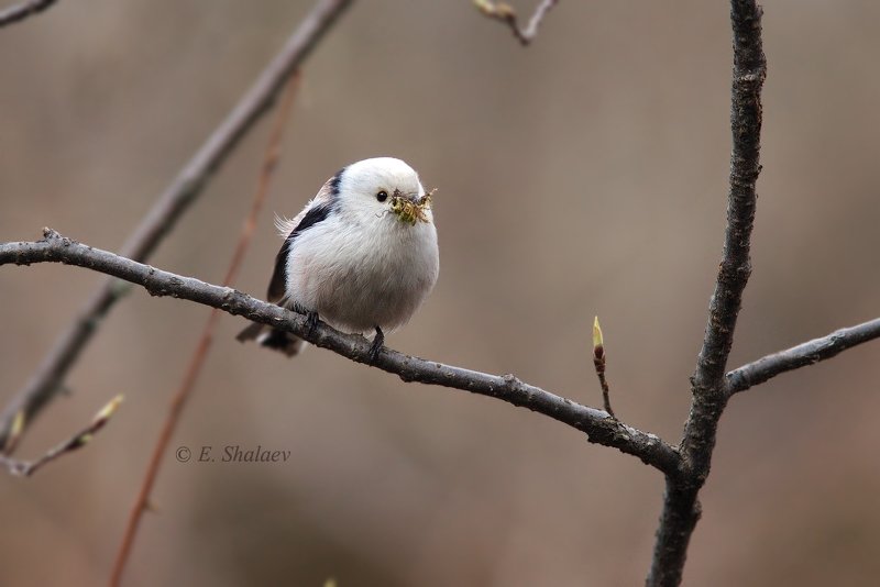 aegithalos caudatus,birds,long-tailed tit,длиннохвостая синица,ополовник,птица,птицы,синица,фотоохота Что нам стоит дом построить .photo preview