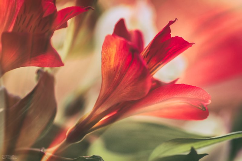 цветы, природа, макро, гелиос, боке, весна, flowers, nature, macro, helios, bokeh, spring, крокус, гиацинты, мускари, ландыши, орхидея, альстромерия цветочные зарисовкиphoto preview