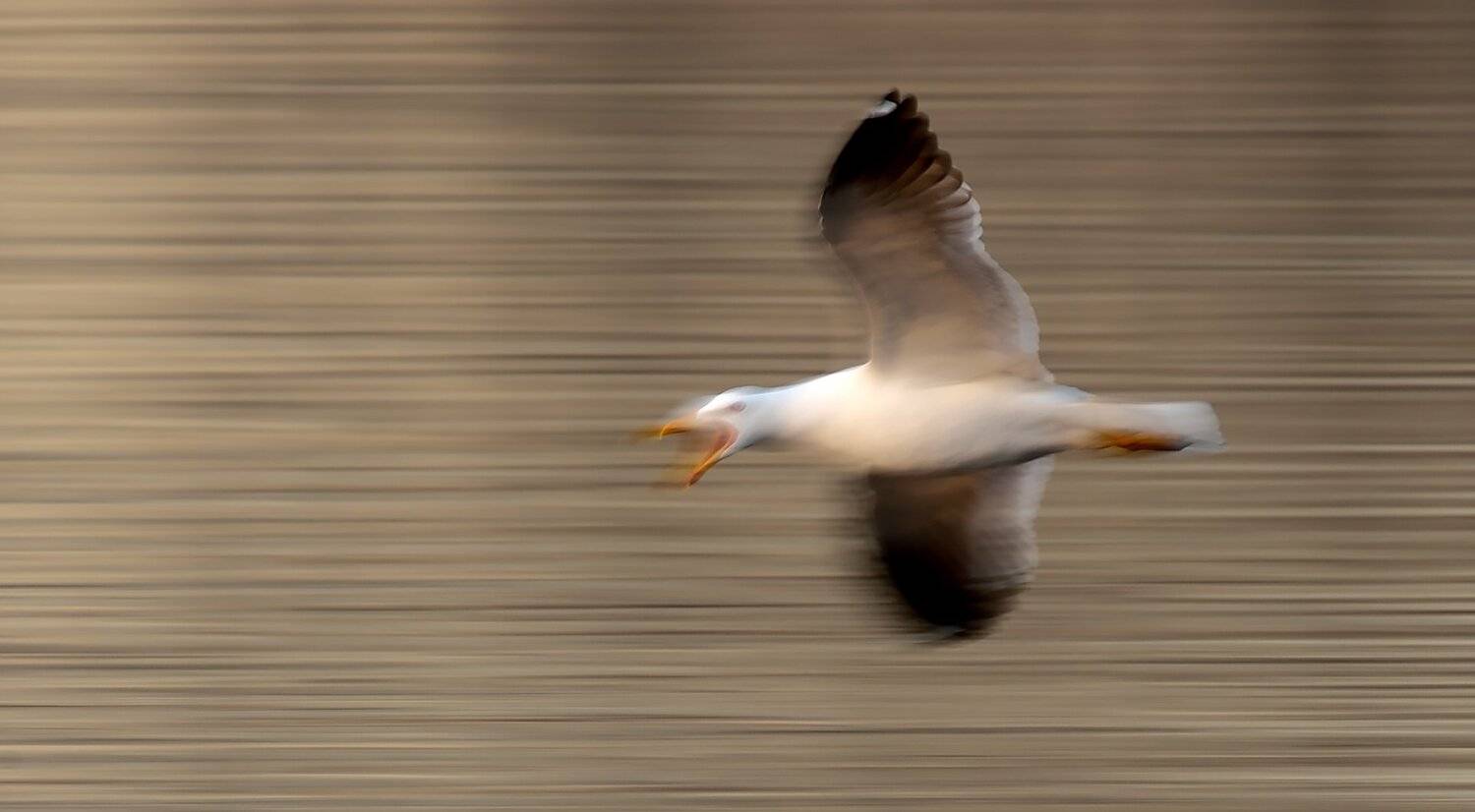 , Михаил Калинин