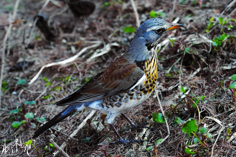 птицы ***photo preview