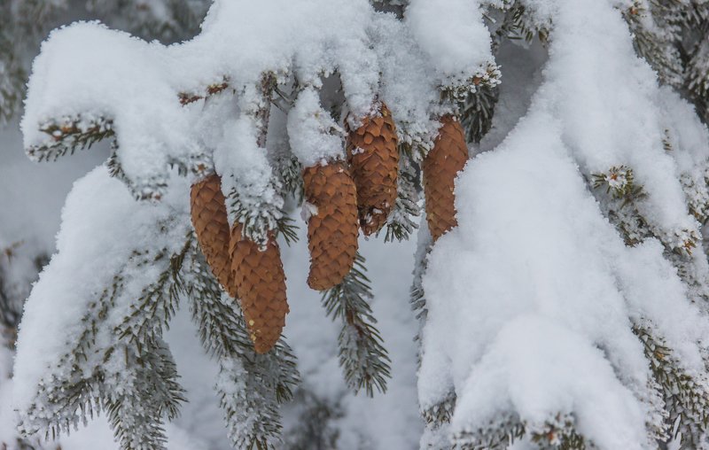 landscape winter mountains snow fog photography photo canvas wallpaper nature trees frame view  Winter in the Vladeasa Mountains. photo preview