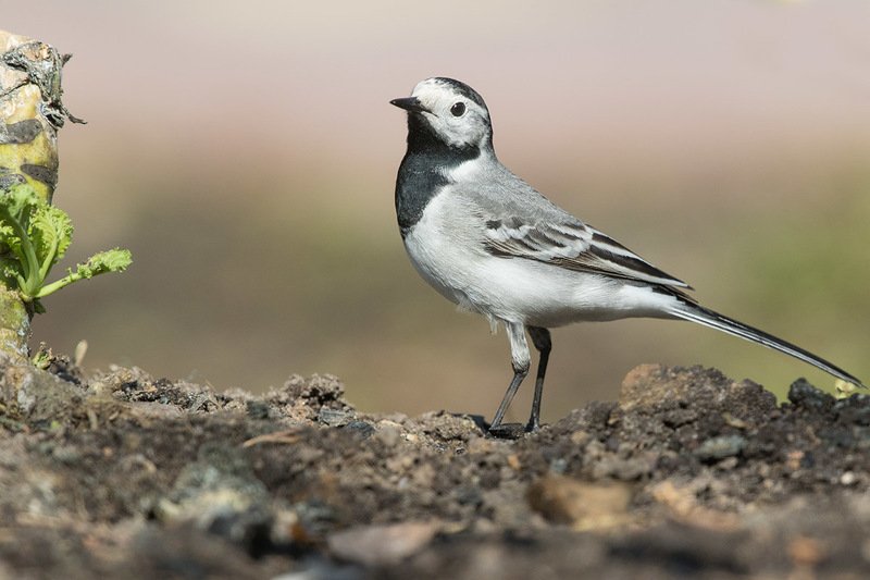 Белая трясогузкаphoto preview