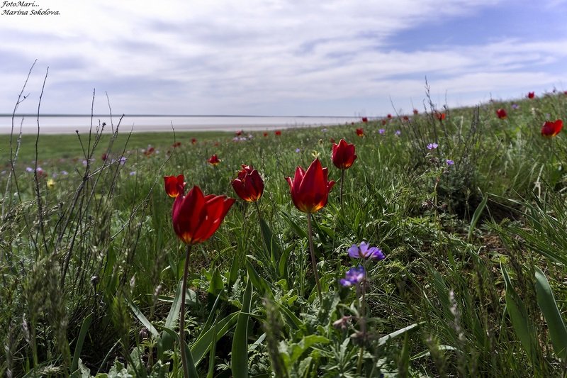 Красные тюльпаны. фото превью