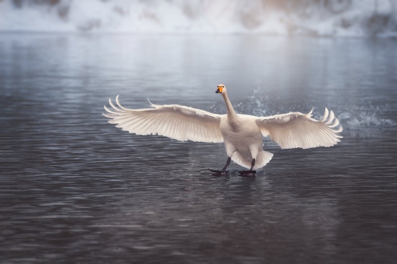 Лебедь, Лебедь-кликун, Озеро Светлое, Алтай Белый веер крыльевphoto preview