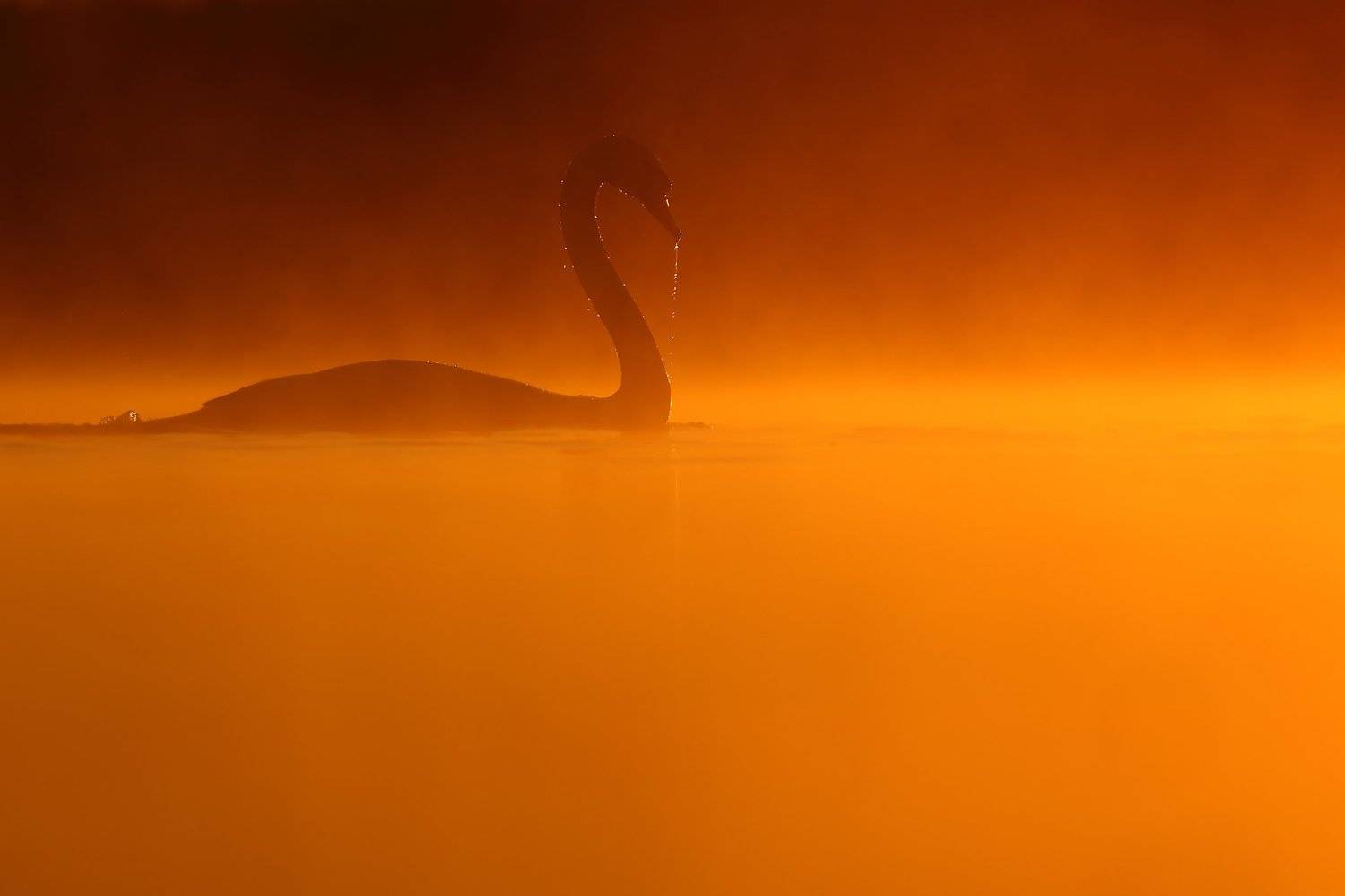 Bath time!. Автор: Łukasz Sokół , Łukasz Sokół