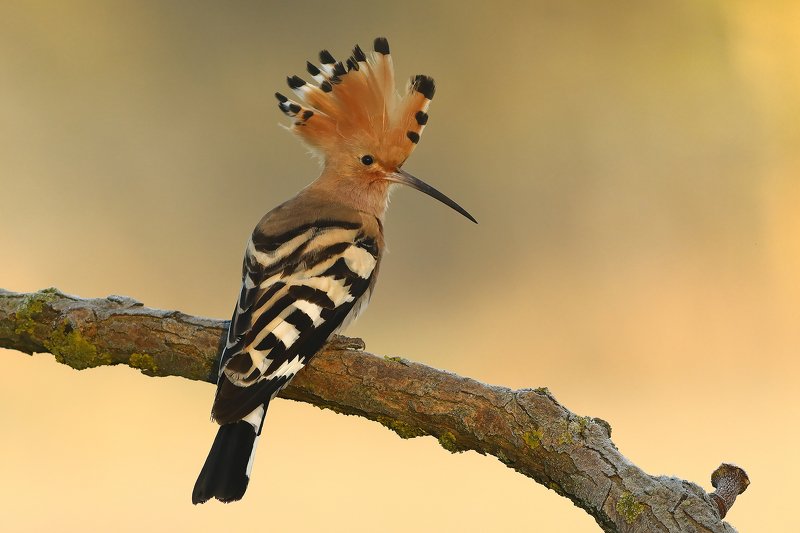 Spring is here! фото превью