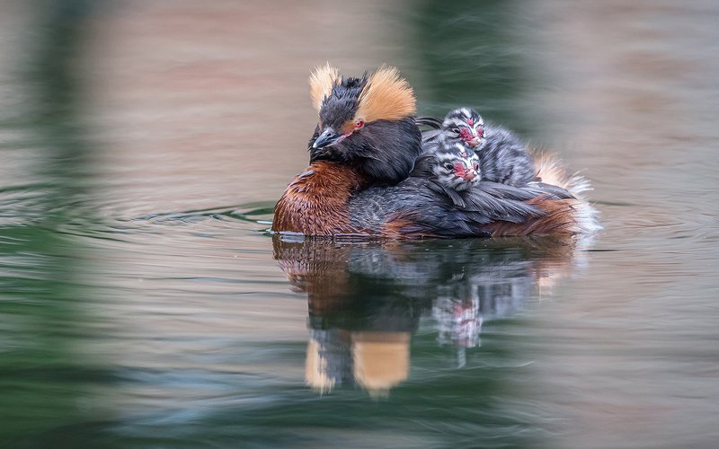 красношейная поганка, семья, птенец, птицы, птицы россии, орнитология, дикая природа, пение птиц, фото охота, дикая птица, дикая природа Мамамобиль (Красношейная поганка)photo preview