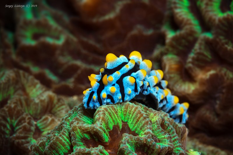 Нудибранч.photo preview