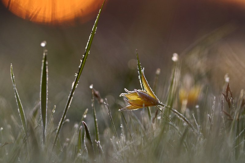 тюльпан, дубравный, tulipa, самарский лес, биберштейна, biebersteiniana, солнце, иней, рассвет Холодный рассветphoto preview