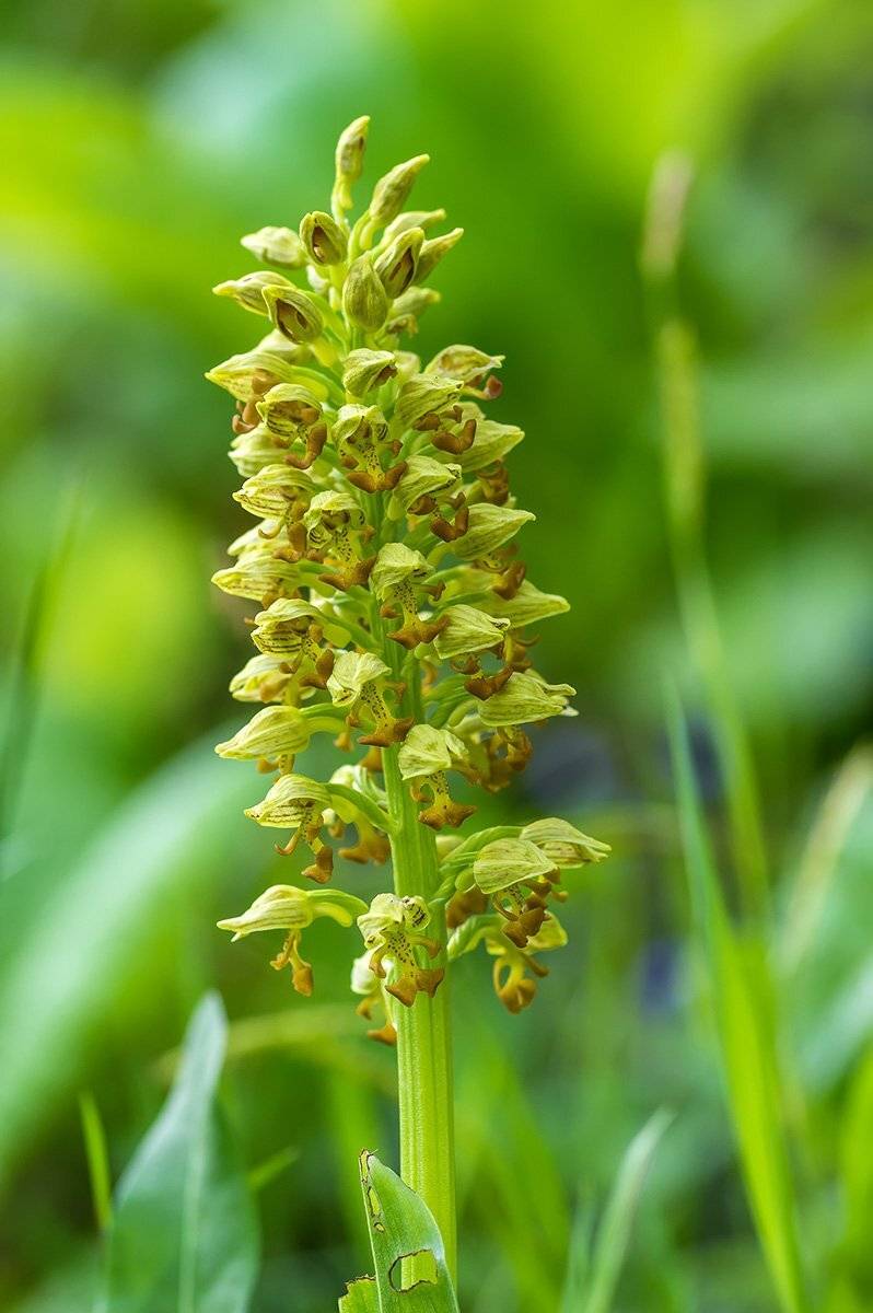 , Александр Земляной