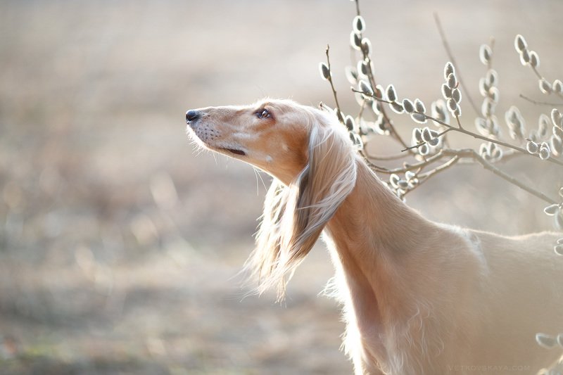 saluki, sighthound, dog Spring timephoto preview