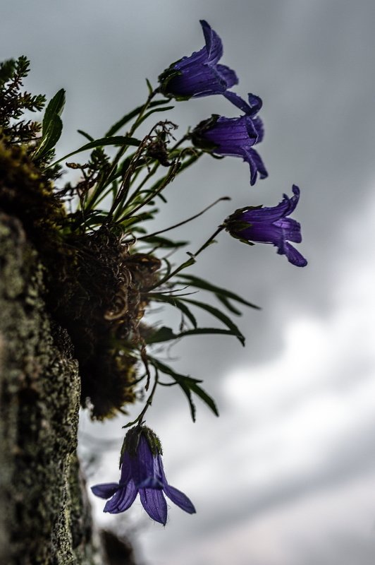 горы, сибирь, саяны, западный саян, ергаки, ник васильев, цветы, колокольчики, ненастье Трубадуры.photo preview