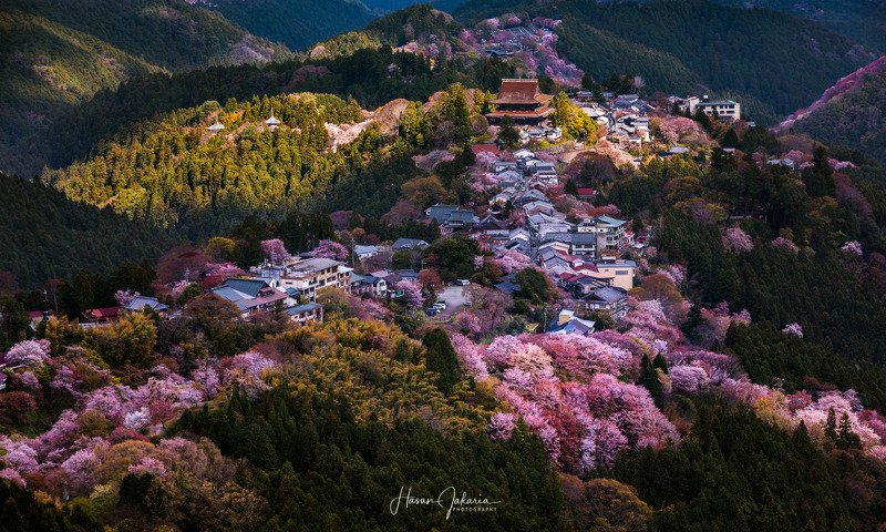 cherry blossom nature mountain morning sakura landscape japan nara Magical Lightphoto preview