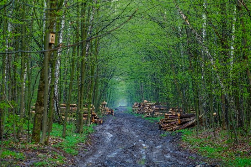 Forest highwayphoto preview