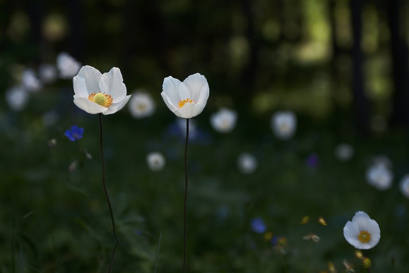 башкирия, южный урал, урал, орск, новотроицк, талкас, гадельша, сибай, зилаир. баймак, юлдыбаево, озеро талкас, водопад, водопад гаделша, пейзаж, лето, осень, качурин, зима, весна, ковыль Парочкаphoto preview